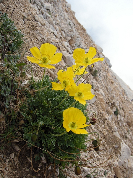 Papaver alpinum / Papavero alpino